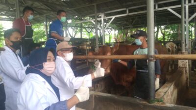 Pemprov Banten Laksanakan Vaksinasi PMK Ternak Tahun 2023*